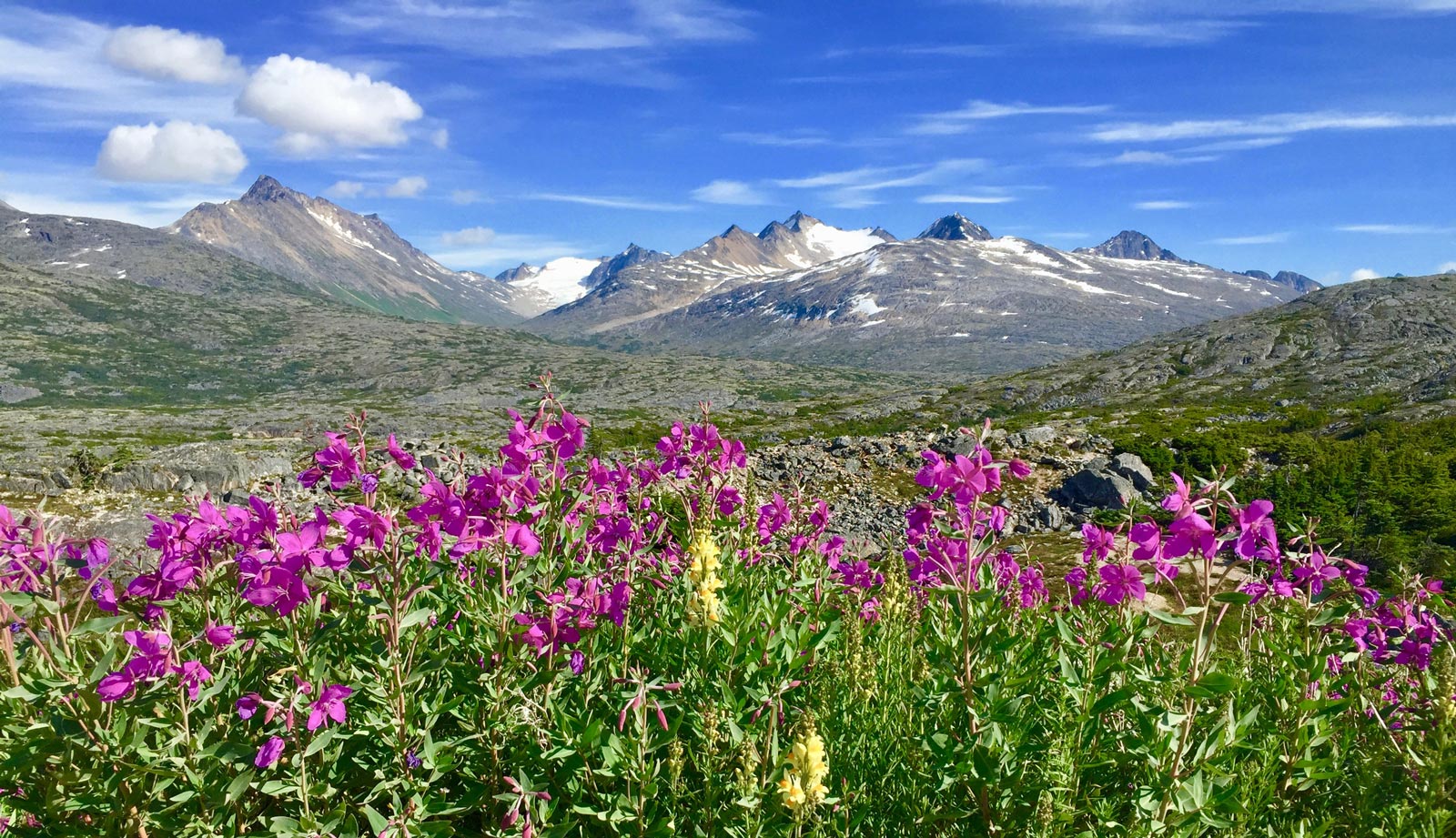 Midnight Sun Safaris – Alaska's Foremost Horseback Outfitters